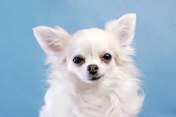 Komik Neşeli Güzel Bir Chihuahua Portresi Kameraya Bakar Rejpgs Çeker — Stok fotoğraf