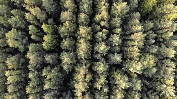 Vuelo Aéreo Por Encima Del Bosque Pinos Verano Atardecer Amanecer —  Fotos de Stock