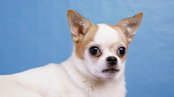 Krásný Pes Chihuahua Pózování Při Pohledu Kameru Modrém Pozadí — Stock fotografie