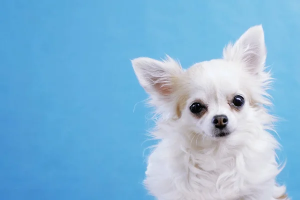 Mignon Chihuahua Aux Yeux Larges Sur Fond Bleu Isolé Studio — Photo