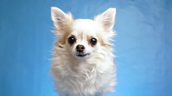 喜庆的 满意的 快乐的白色绒毛吉娃娃狗摇尾巴 把耳朵隔离在蓝色的背景下 — 图库照片