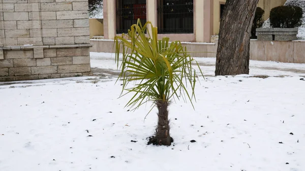 Palme Unter Schnee Kalten Winter Klimawandel — Stockfoto
