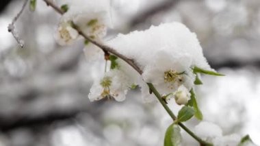 Çiçek açan kayısı ağacının parlak, renkli dalları. Yumuşak kar beyazı bahar çiçekleri. Bahçede çekilmiş.