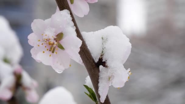 Ροζ λουλούδια ανθισμένη ροδακινιά την άνοιξη με χιόνι. Άνοιξη δέντρο ανθίζει με ροζ λουλούδια το Μάρτιο. χιόνι καλύπτει λουλούδια — Αρχείο Βίντεο