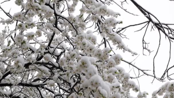 Öffnete die grünen Blätter an den Bäumen im Schnee. Frost. Klimawandel — Stockvideo