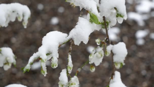 Otworzył zielone liście na drzewach w śniegu. Mróz. Zmiany klimatu — Wideo stockowe