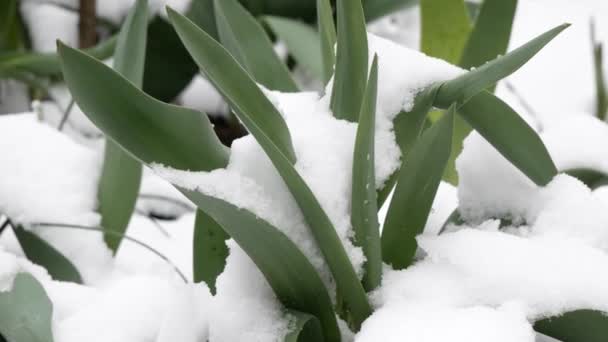 Primeras flores de primavera creciendo a través de la nieve. primera nieve cayó — Vídeos de Stock