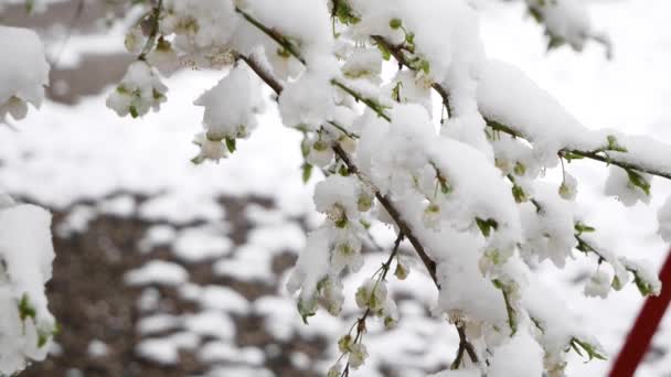 Öffnete die grünen Blätter an den Bäumen im Schnee. Frost. Klimawandel — Stockvideo