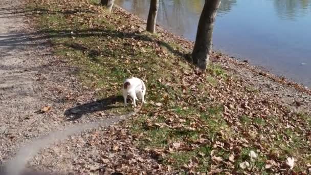 Прогулянка милою собакою Чіхуахуа на відкритому повітрі в парку біля озера. — стокове відео