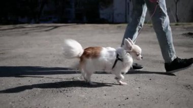Yakından bakınca şirin köpek Chihuahua sahibinin tasmasıyla yürüyor.