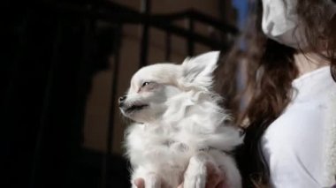 Coronavirus. Bir Chihuahua köpeğine yaklaş ve maskeli adam yürüyüşe çıksın. Kilitlenme. Karantina