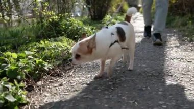 Chihuahua köpeği kokluyor, arıyor, ormandaki yapraklarda yürüyüş için bir şeyler arıyor.