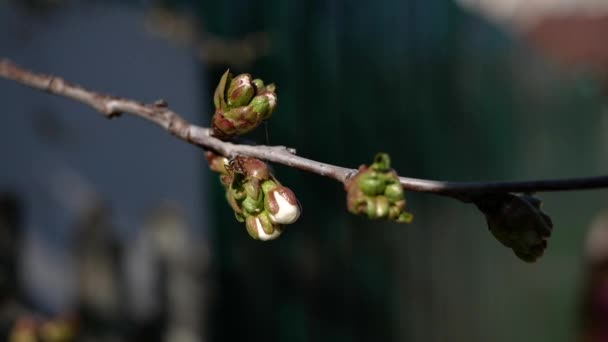 Zbliżenie pająka czołgającego się na gałęzi drzewa wiosną, liście kwitną — Wideo stockowe