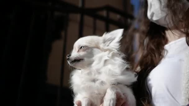 Coronavirus. Close-up van een Chihuahua hond en man met gezichtsmasker gaat wandelen. Afsluiten. Quarantaine — Stockvideo