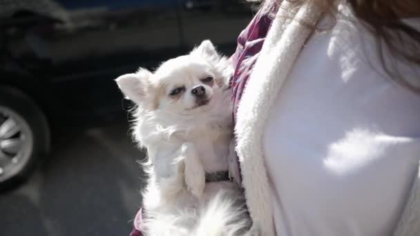 Close-up vrouw in armen draagt schattig wit puppy ras chihuahua als klein kind buiten — Stockvideo