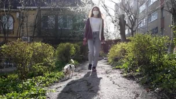 Woman in medical mask protective is spending time with her dear cute little Chihuahua dog on city street path during flu virus outbreak and coronavirus epidemic — Stock Video