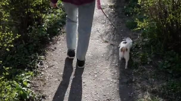 Mujer joven pasea lindo perrito Chihuahua con correa en la calle. Vista trasera Steadicam — Vídeos de Stock