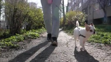 Chihuahua köpeği sahibinin bacaklarının yanında yürüyor, alçak kamera, yumuşak yavaş çekim izleme çekimi. Yavru köpek kuyruğunu kıstırıp rahat bir tasmayla yürüyor. Güneşin parlaklığı