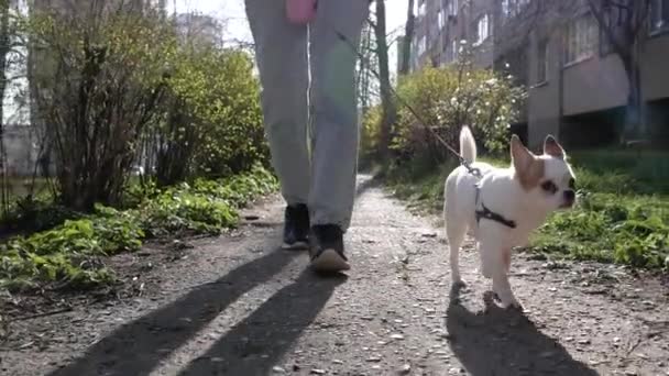 Chihuahua köpeği sahibinin bacaklarının yanında yürüyor, alçak kamera, yumuşak yavaş çekim izleme çekimi. Yavru köpek kuyruğunu kıstırıp rahat bir tasmayla yürüyor. Güneşin parlaklığı — Stok video