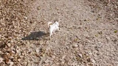 Küçük köpek Chihuahua sahibinin tasmasıyla sokakta yürüyor.