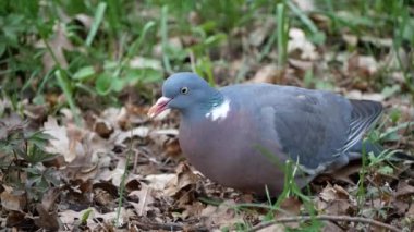Ormanda yiyecek aramak için yakın plan çekime gerek yok (Columba palumbus)