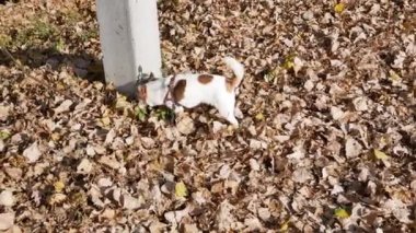 Küçük şirin köpek Chihuahua sahibinin tasmasıyla sokakta yürüyor.