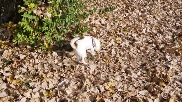 Liten hund Chihuahua i koppel utomhus i höstparken. Vandrande hund i naturen — Stockvideo