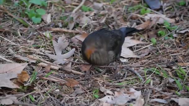 Femelle Quiscale en gros plan à la recherche de nourriture dans les bois parmi les feuilles — Video