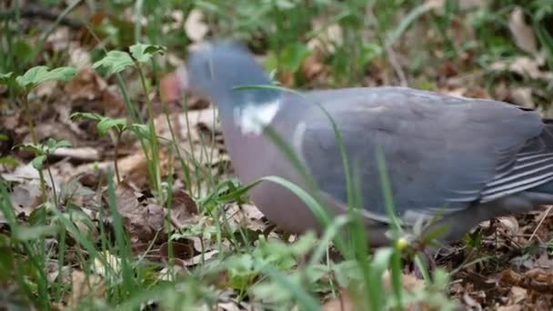 Wood pigeon (Columba palumbus) Withouten closeup searching for food in forest — Stock Video