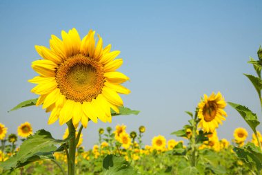 Çiçek açan ayçiçeği