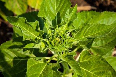 Ayçiçeği tomurcuklanma