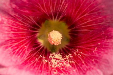 pembe Gül Fatma çiçek