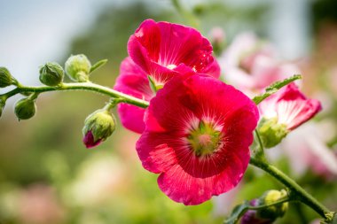 pembe Gül Fatma çiçek