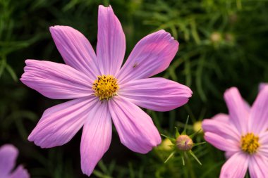 Cosmos yakın yukarı çiçek..