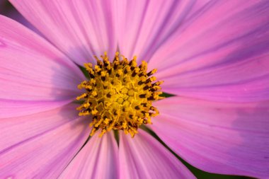 Cosmos yakın yukarı çiçek..