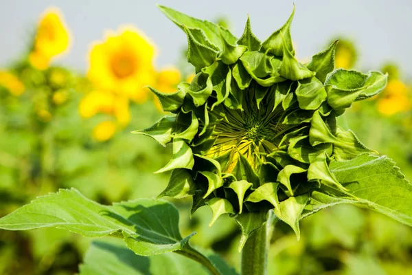 Budding of Sunflower — Stock Photo, Image
