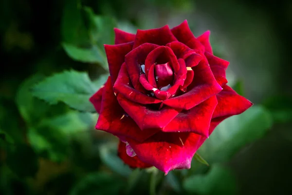 The Exotic Rose — Stock Photo, Image