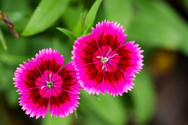 The Dianthus Flowers — Stock Photo, Image