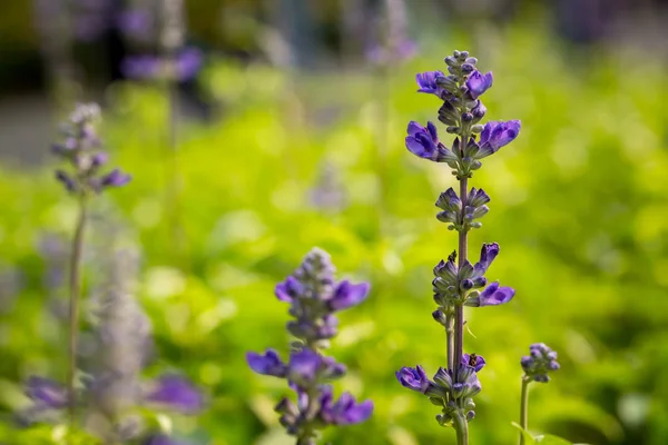 Flor de salvia azul — Foto de Stock