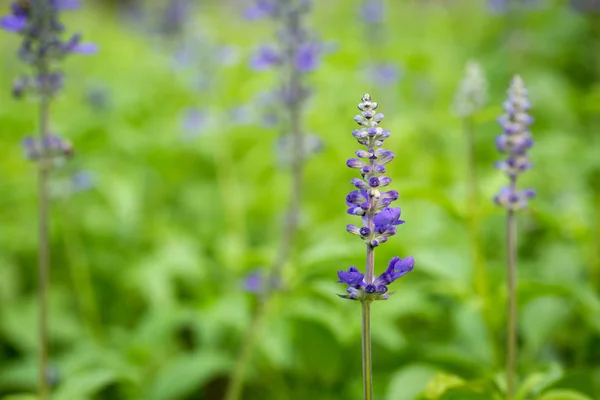 Flor de salvia azul — Foto de Stock