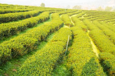 Çay plantasyon