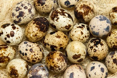 Paskalya yumurtası.