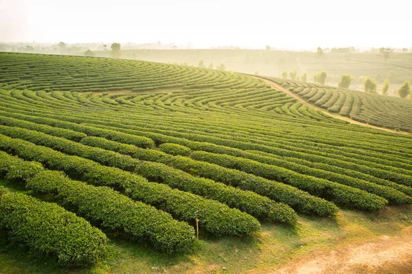 Çay plantasyon