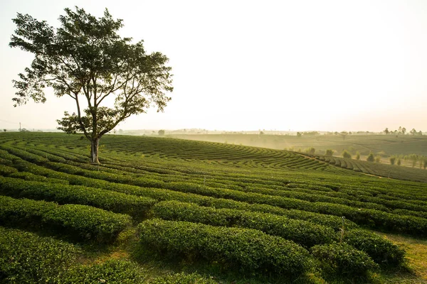 The Tea plantation