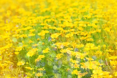 Tatlı çiçek arka plan