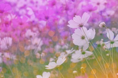 Tatlı çiçek arka plan