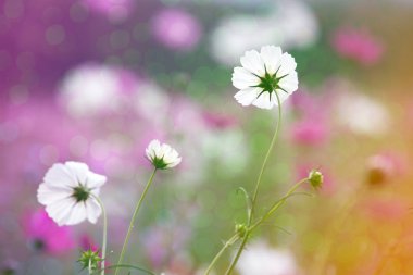 Tatlı çiçek arka plan