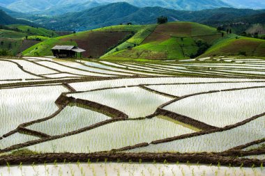 Geleneksel tarım Cheing Mai, Kuzey Tayland.