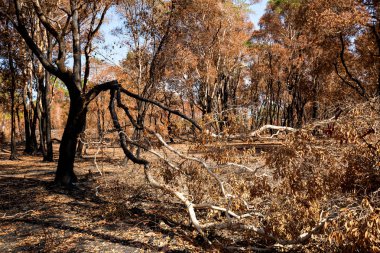 Yangın orman yandı