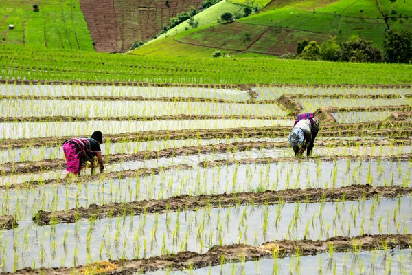 Thai Tribe Farmer — Stock Photo, Image